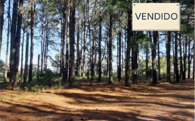 Lote 120