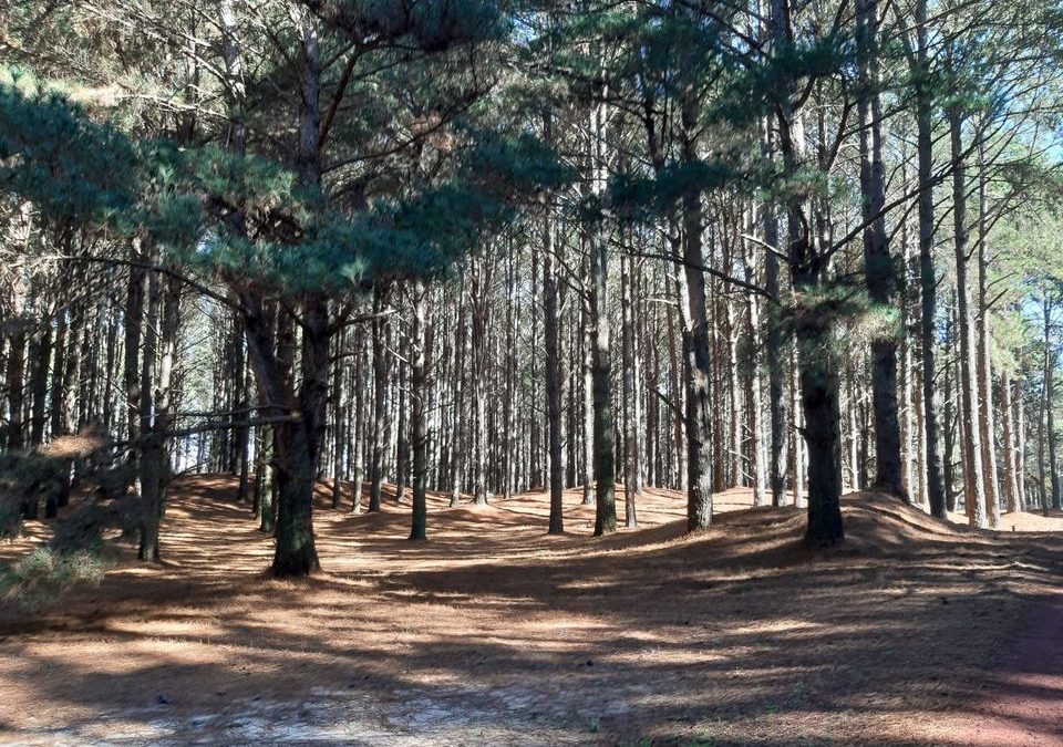 LOTES 72; 73; 100 Y 101