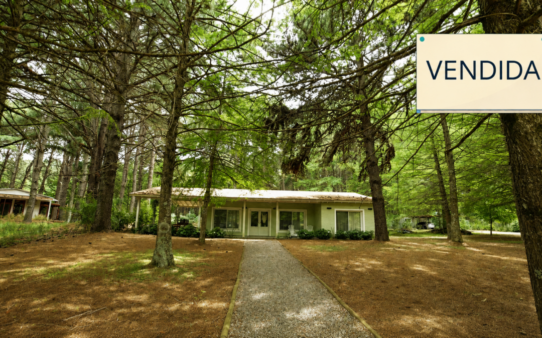 Casa con muebles en bosque de cipreses